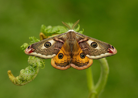 68.001 BF1643 Emperor Moth Saturnia pavonia