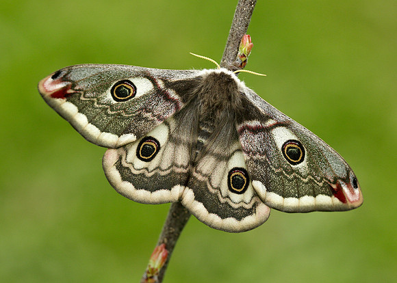 68.001 BF1643 Emperor Moth Saturnia pavonia