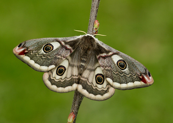 68.001 BF1643 Emperor Moth Saturnia pavonia