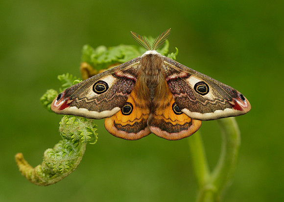 68.001 BF1643 Emperor Moth Saturnia pavonia