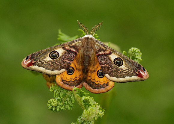 68.001 BF1643 Emperor Moth Saturnia pavonia