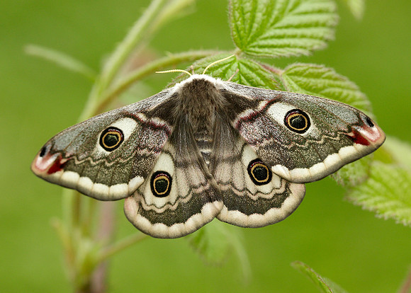 68.001 BF1643 Emperor Moth Saturnia pavonia