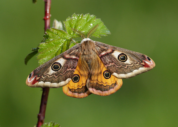 68.001 BF1643 Emperor Moth Saturnia pavonia