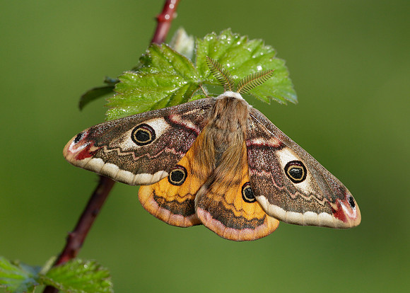 68.001 BF1643 Emperor Moth Saturnia pavonia