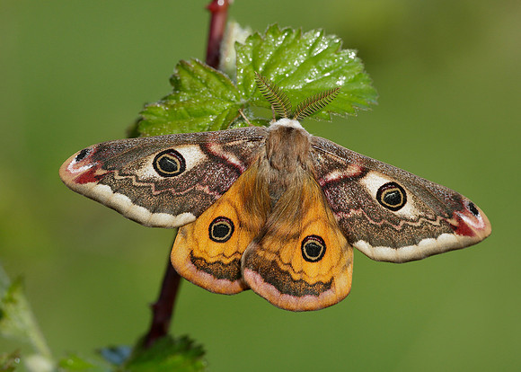68.001 BF1643 Emperor Moth Saturnia pavonia