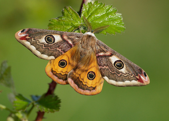 68.001 BF1643 Emperor Moth Saturnia pavonia