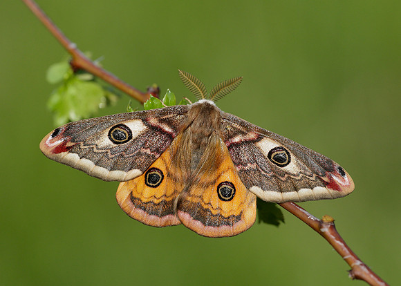68.001 BF1643 Emperor Moth Saturnia pavonia