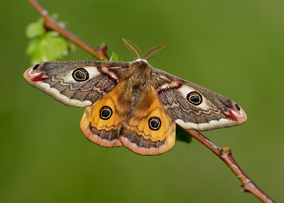 68.001 BF1643 Emperor Moth Saturnia pavonia