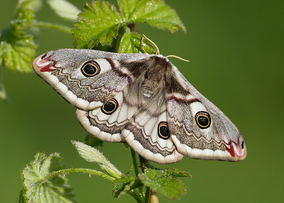 68.001 BF1643 Emperor Moth Saturnia pavonia