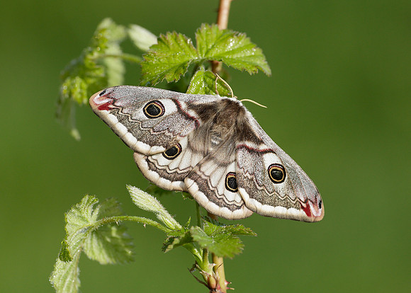 68.001 BF1643 Emperor Moth Saturnia pavonia