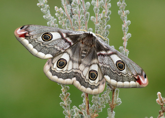 68.001 BF1643 Emperor Moth Saturnia pavonia