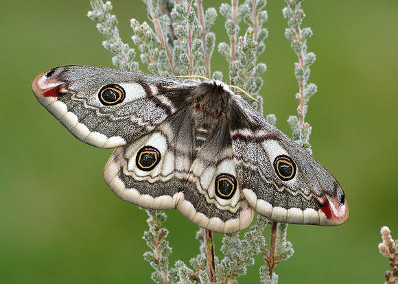 68.001 BF1643 Emperor Moth Saturnia pavonia