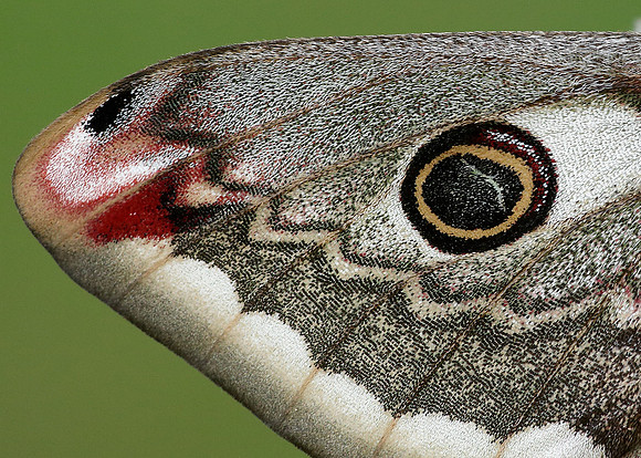 68.001 BF1643 Emperor Moth Saturnia pavonia