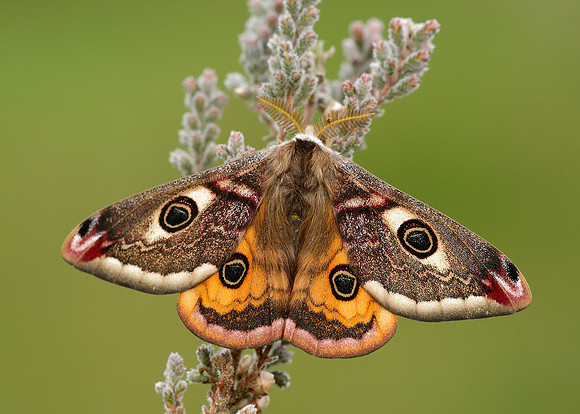 68.001 BF1643 Emperor Moth Saturnia pavonia