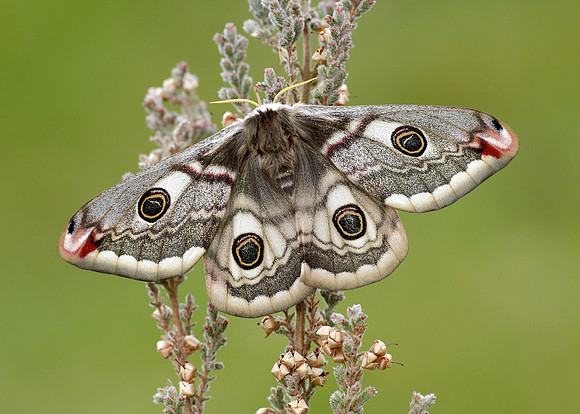 68.001 BF1643 Emperor Moth Saturnia pavonia