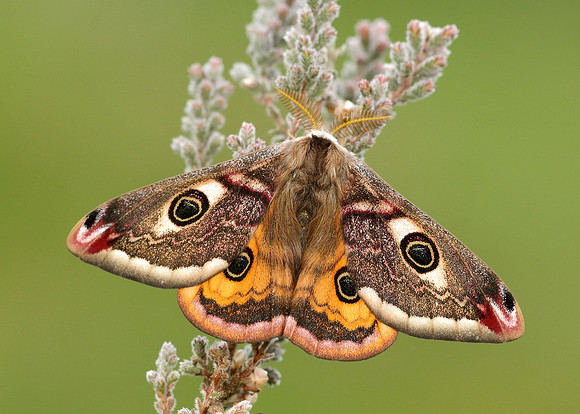 68.001 BF1643 Emperor Moth Saturnia pavonia