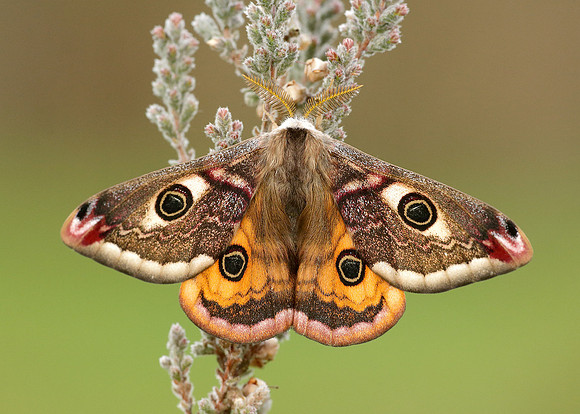 68.001 BF1643 Emperor Moth Saturnia pavonia