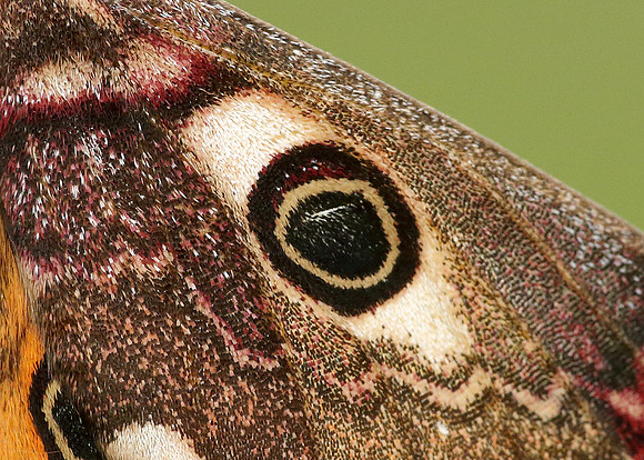 68.001 BF1643 Emperor Moth Saturnia pavonia