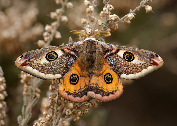 68.001 BF1643 Emperor Moth Saturnia pavonia