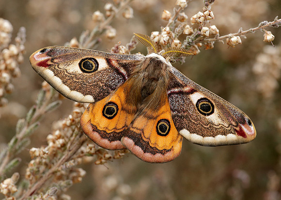 68.001 BF1643 Emperor Moth Saturnia pavonia