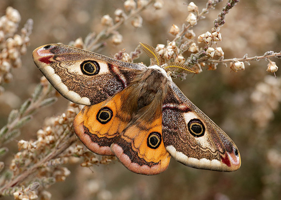 68.001 BF1643 Emperor Moth Saturnia pavonia