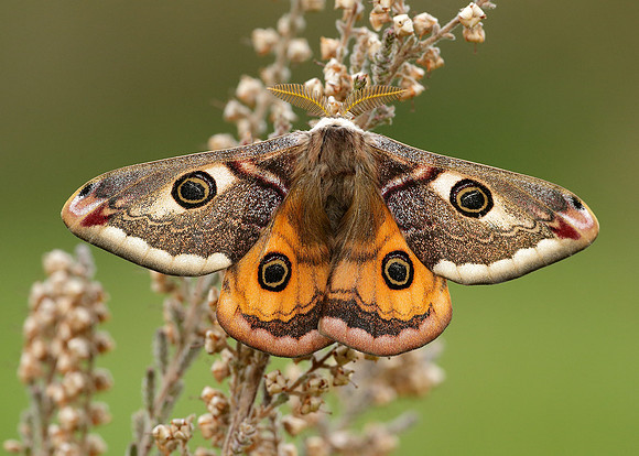 68.001 BF1643 Emperor Moth Saturnia pavonia
