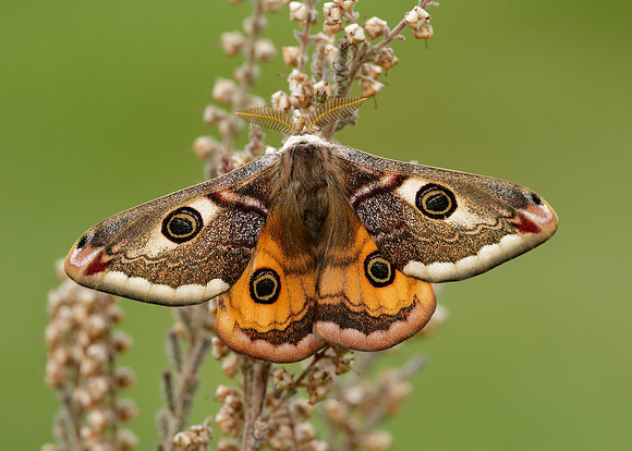 68.001 BF1643 Emperor Moth Saturnia pavonia