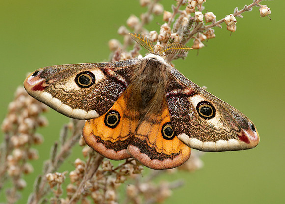 68.001 BF1643 Emperor Moth Saturnia pavonia