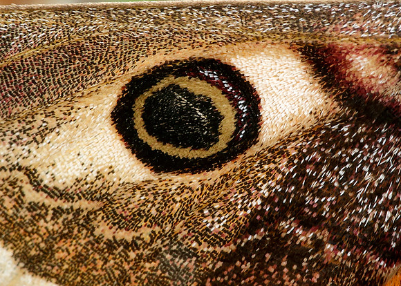 68.001 BF1643 Emperor Moth Saturnia pavonia