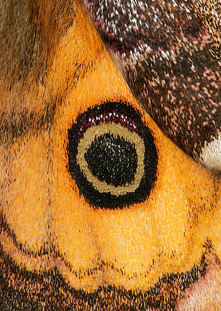 68.001 BF1643 Emperor Moth Saturnia pavonia
