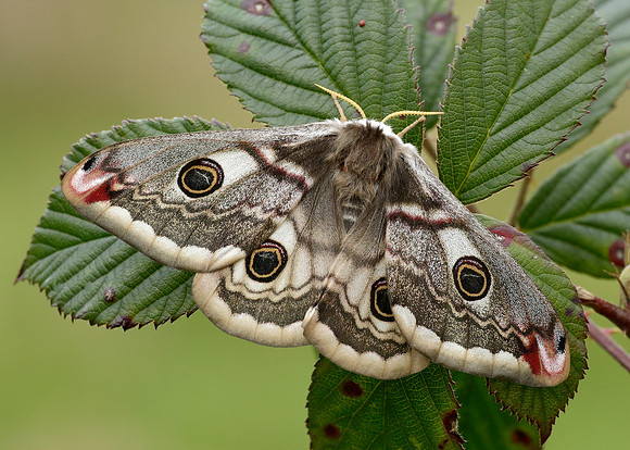 68.001 BF1643 Emperor Moth Saturnia pavonia