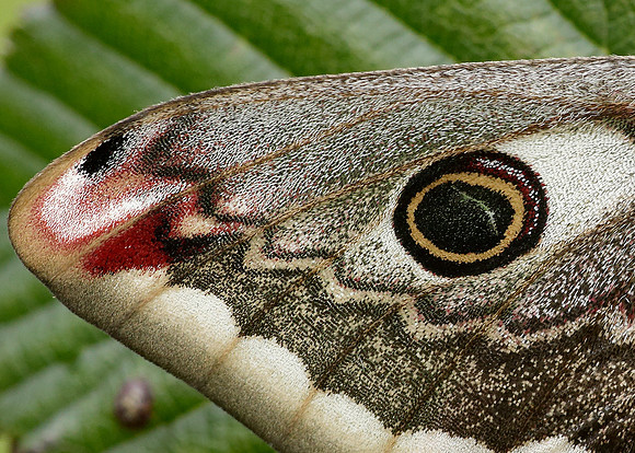 68.001 BF1643 Emperor Moth Saturnia pavonia