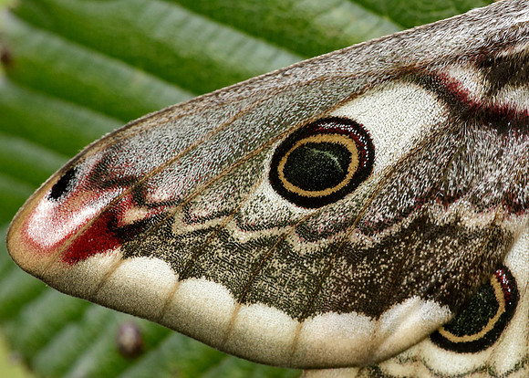 68.001 BF1643 Emperor Moth Saturnia pavonia