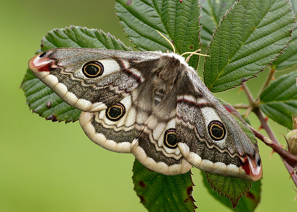 68.001 BF1643 Emperor Moth Saturnia pavonia