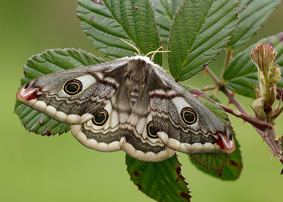 68.001 BF1643 Emperor Moth Saturnia pavonia