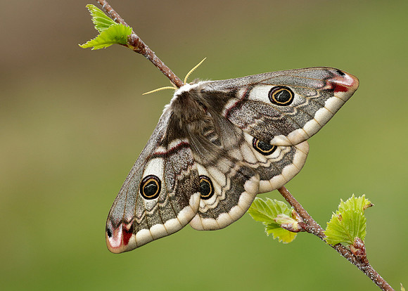 68.001 BF1643 Emperor Moth Saturnia pavonia