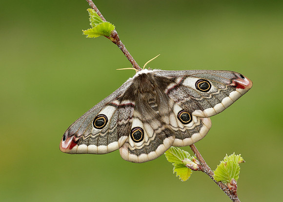 68.001 BF1643 Emperor Moth Saturnia pavonia