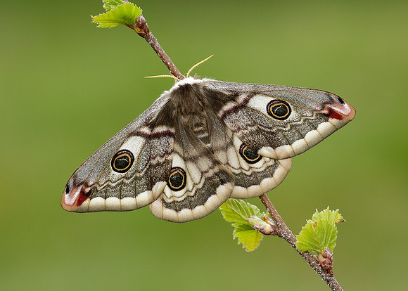 68.001 BF1643 Emperor Moth Saturnia pavonia