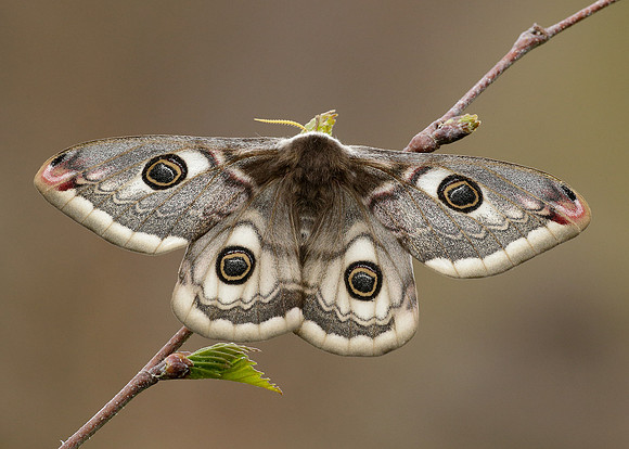 68.001 BF1643 Emperor Moth Saturnia pavonia