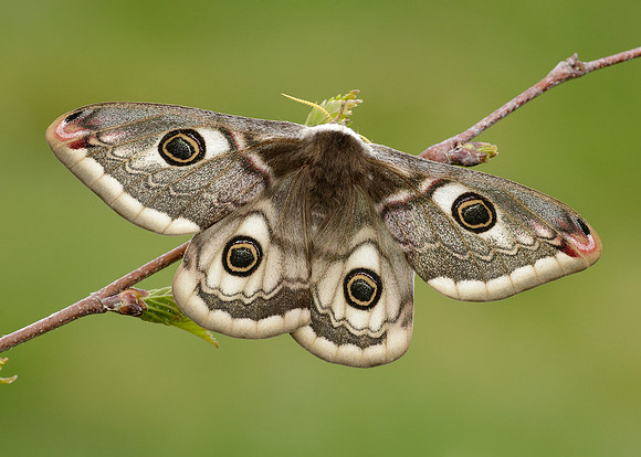 68.001 BF1643 Emperor Moth Saturnia pavonia