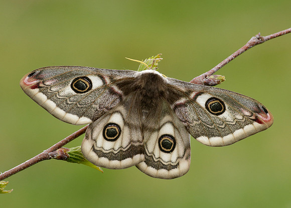 68.001 BF1643 Emperor Moth Saturnia pavonia