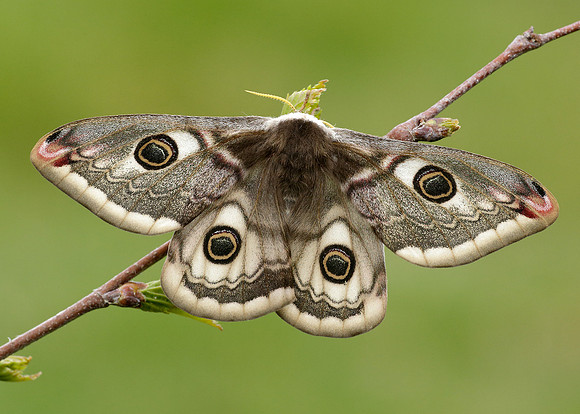 68.001 BF1643 Emperor Moth Saturnia pavonia