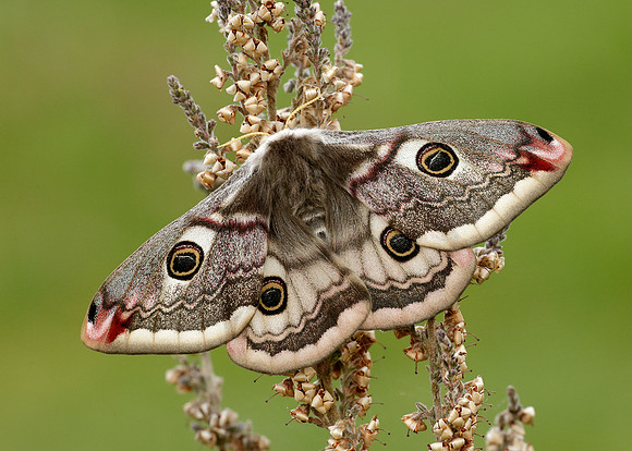 68.001 BF1643 Emperor Moth Saturnia pavonia