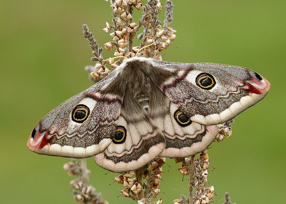 68.001 BF1643 Emperor Moth Saturnia pavonia