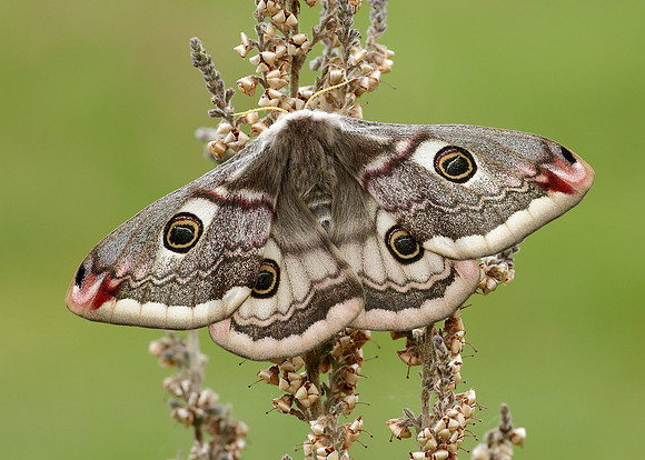 68.001 BF1643 Emperor Moth Saturnia pavonia
