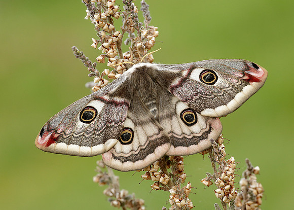 68.001 BF1643 Emperor Moth Saturnia pavonia