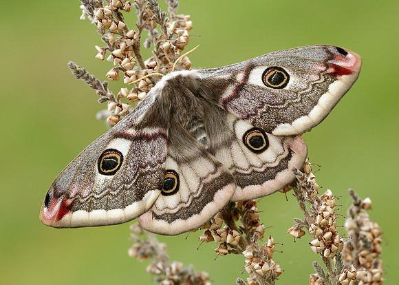 68.001 BF1643 Emperor Moth Saturnia pavonia