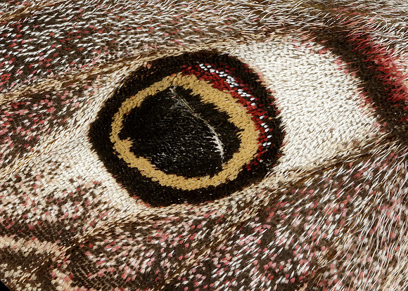 68.001 BF1643 Emperor Moth Saturnia pavonia