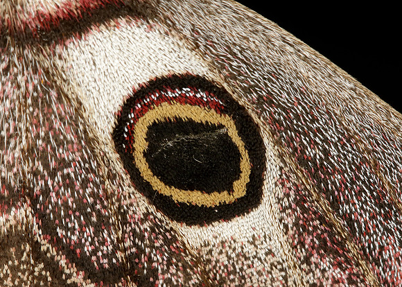 68.001 BF1643 Emperor Moth Saturnia pavonia