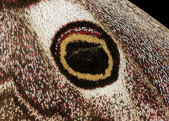 68.001 BF1643 Emperor Moth Saturnia pavonia